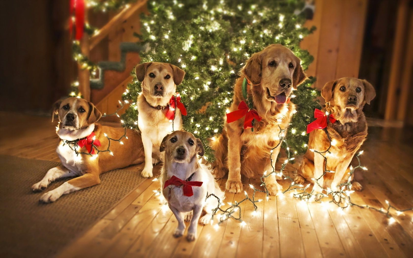 dogs dog canine puppy pet cute christmas retriever little mammal animal toy portrait sit funny friendship fun adorable golden retriever