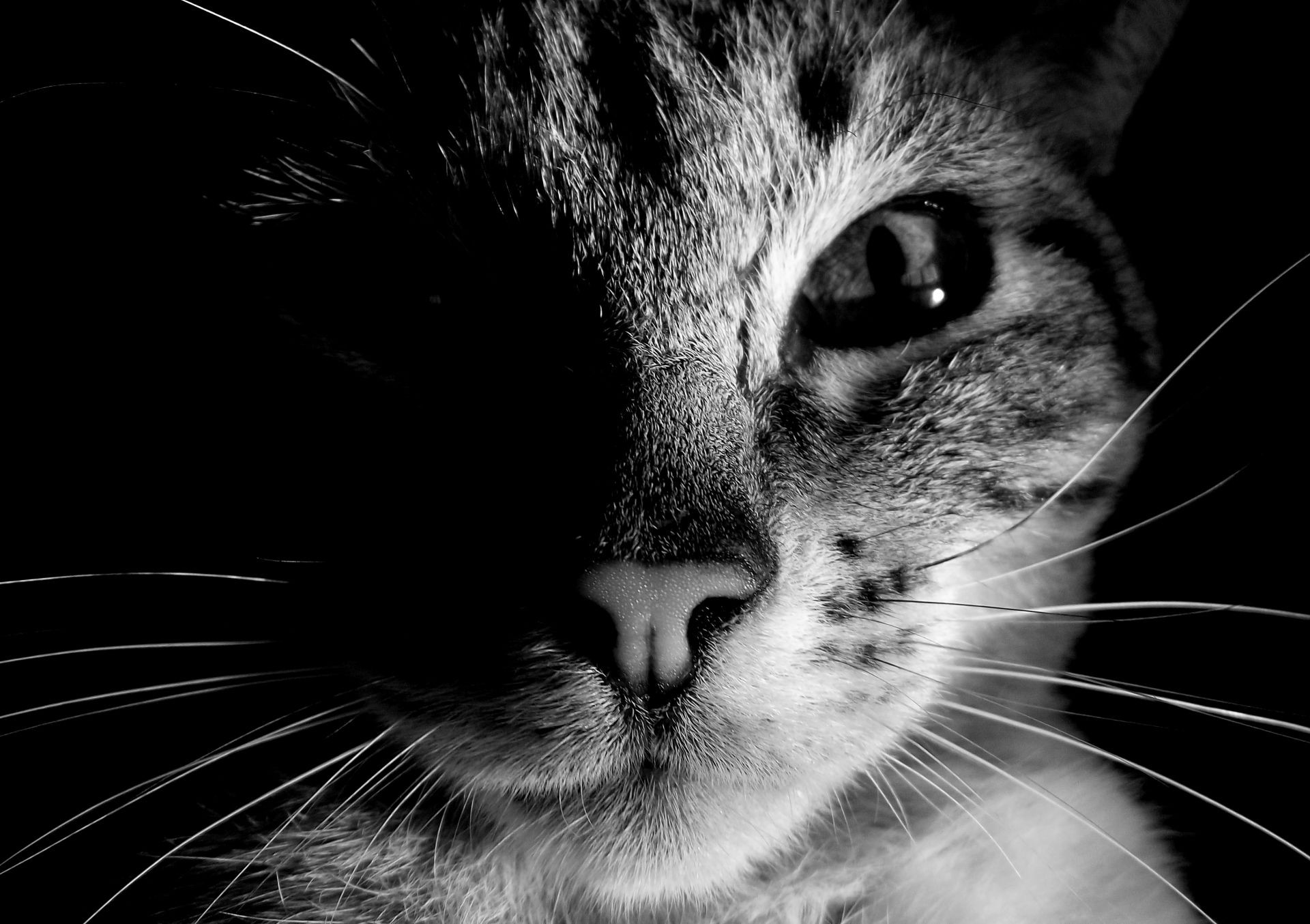 chat chat portrait animal de compagnie oeil animal chaton mignon fourrure domestique mammifère monochrome visage cheveux nez gris