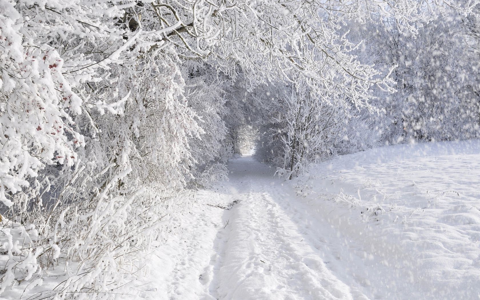 hiver neige gel froid glace congelé météo saison givré nature paysage bois neige-blanc tempête de neige glacial extérieur climat bois