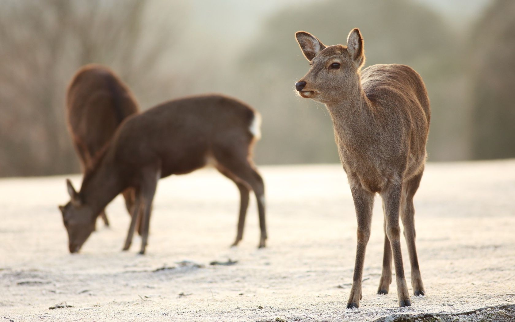 cerf mammifère faune animal nature herbe sauvage champ fourrure antilope