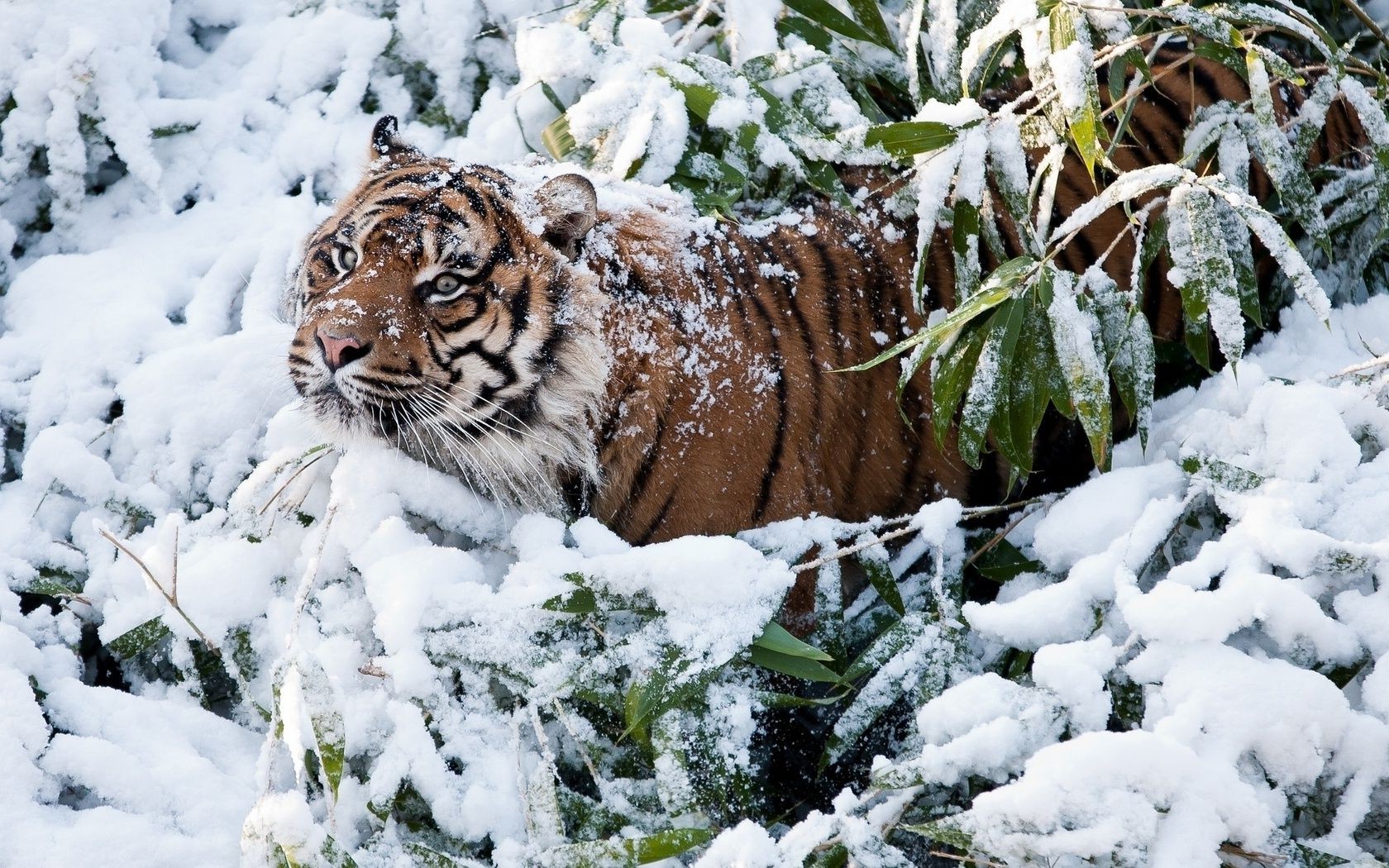 тигр на снегу загрузить