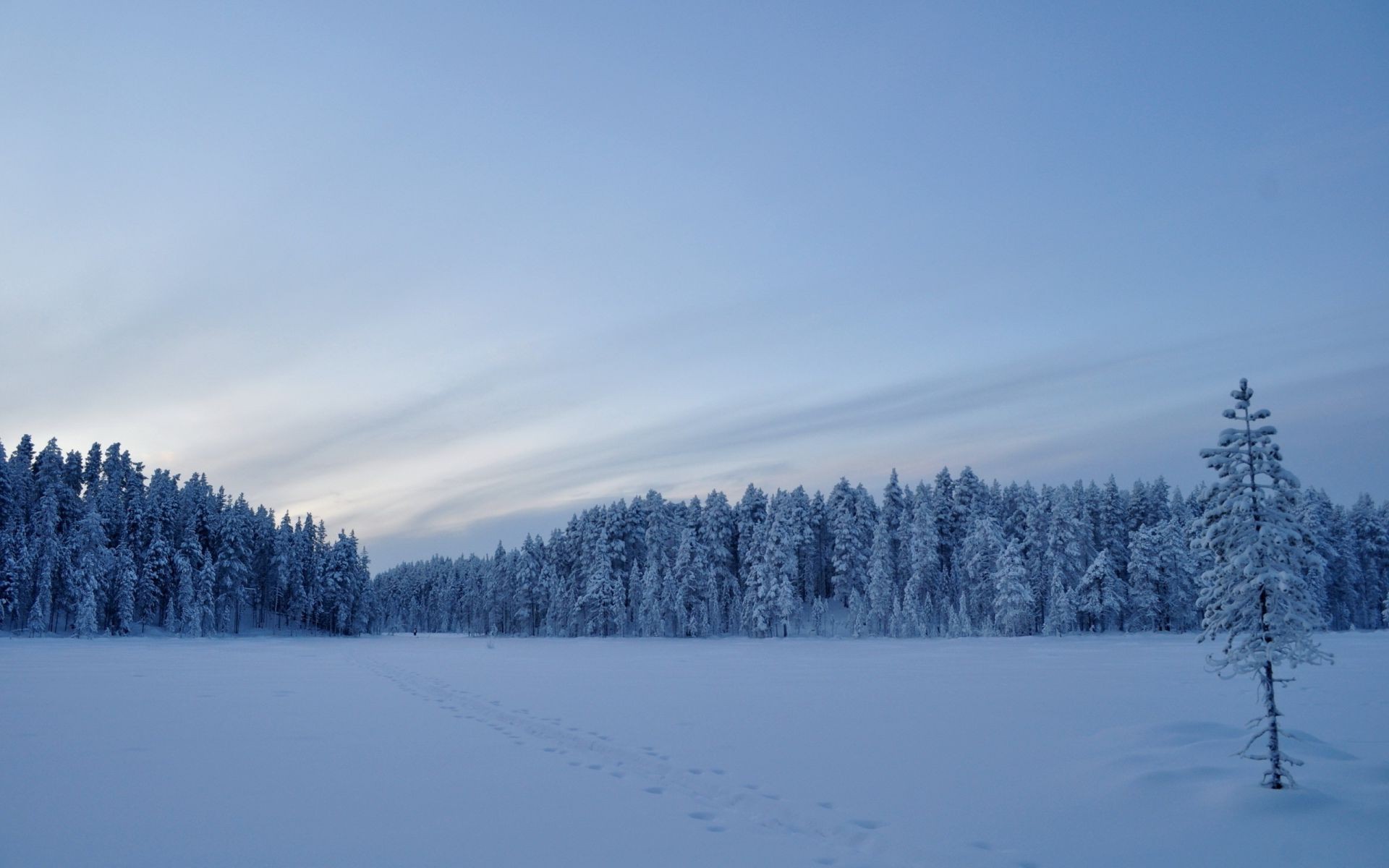 hiver neige froid gel congelé bois glace bois paysage météo brouillard givré scénique tempête de neige saison montagnes nature evergreen neigeux