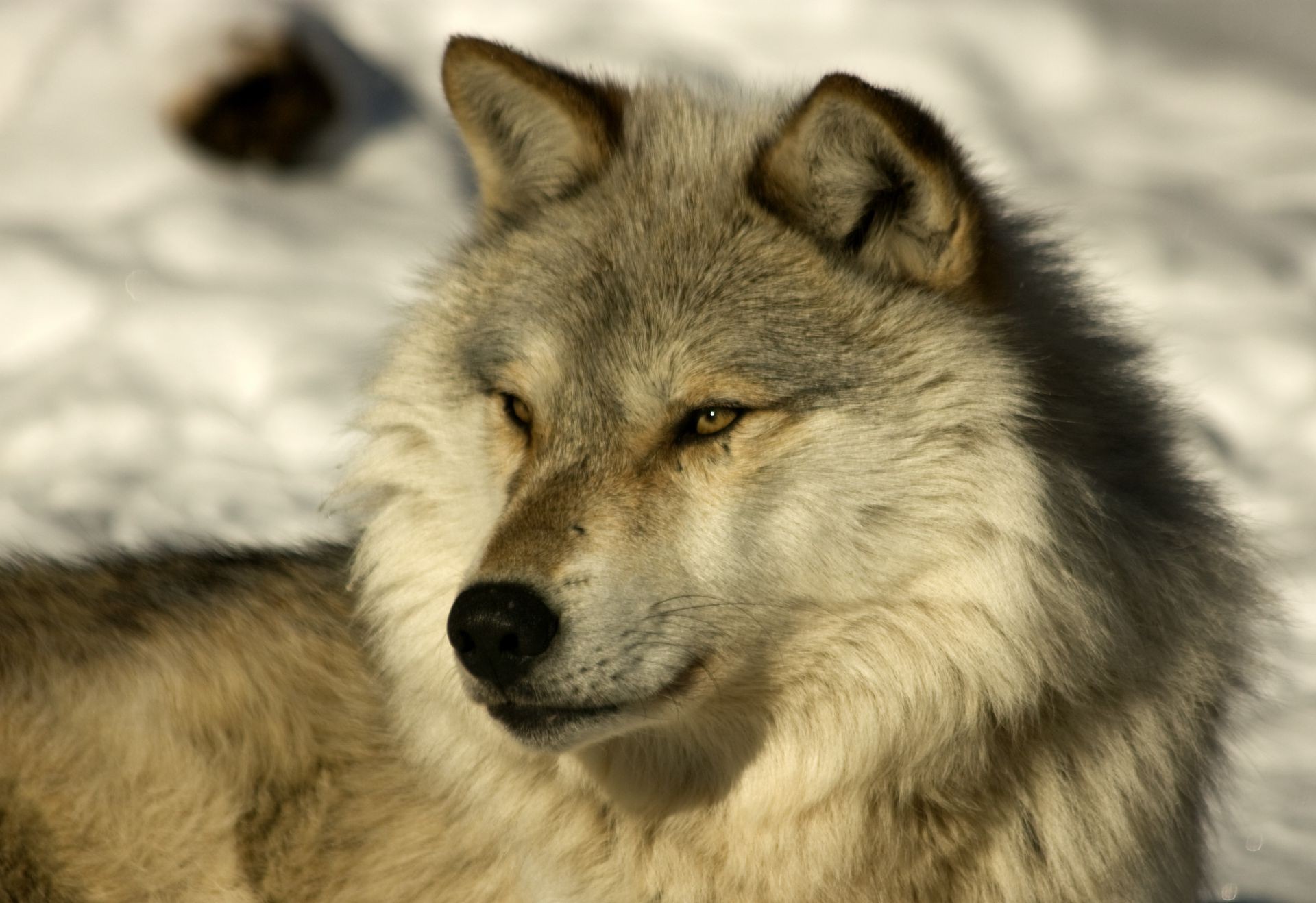 perros lobo mamífero canino vida silvestre depredador perro retrato animal piel frosty salvaje carnívoro naturaleza ojo zoológico gris