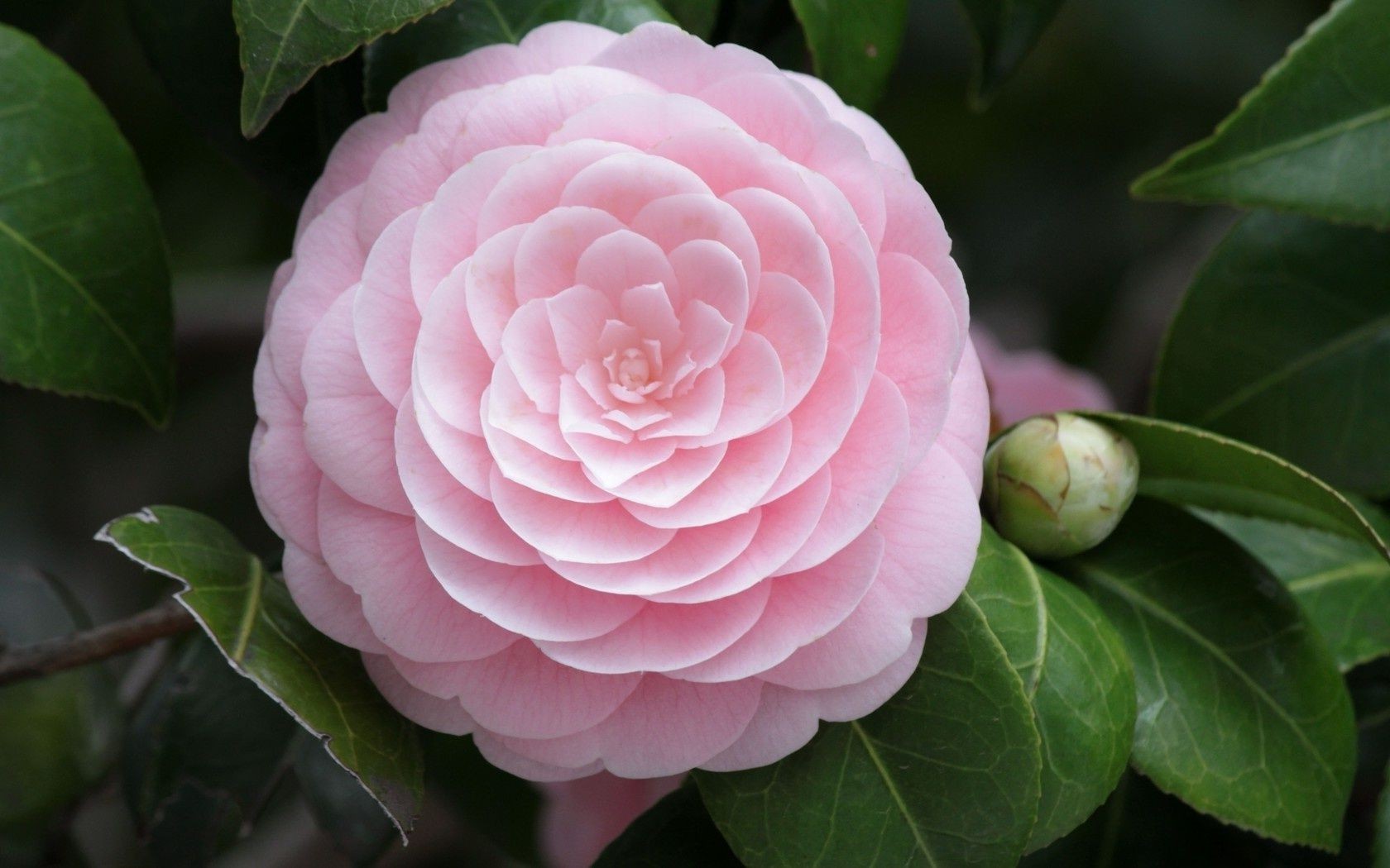 fleurs nature feuille flore fleur jardin couleur pétale été bluming rose floral lumineux