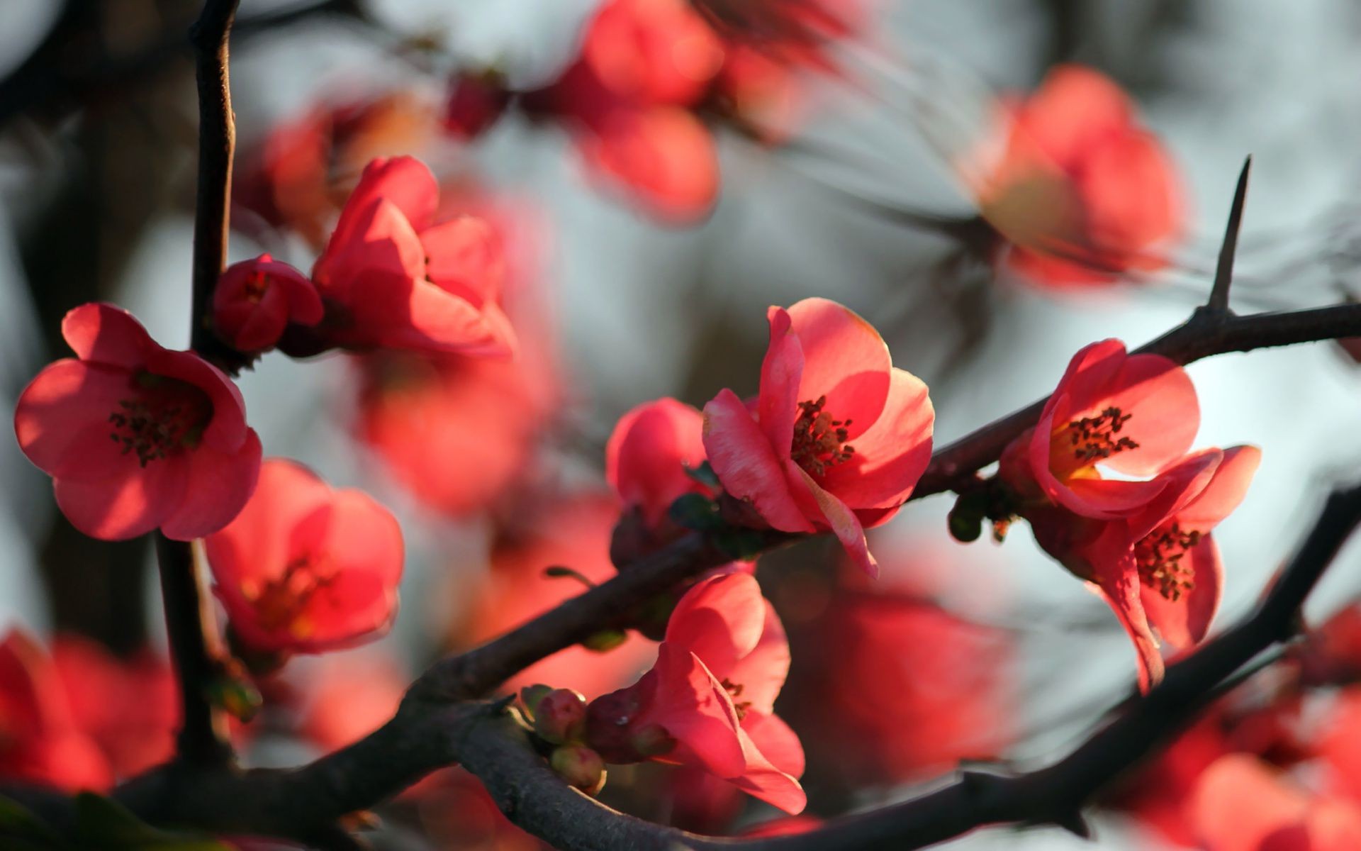 árboles flor naturaleza rama al aire libre árbol pétalo jardín desenfoque flora amor rosa invierno