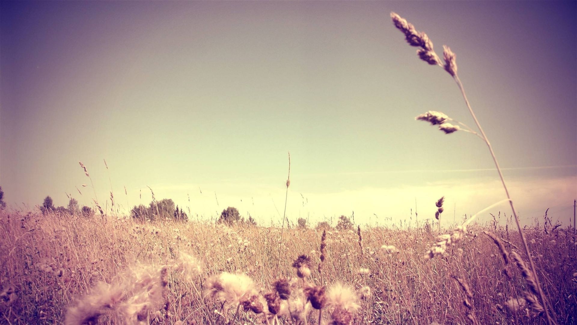 grass landscape sunset sky dawn nature sun field outdoors fair weather summer light tree evening silhouette dusk color fall rural