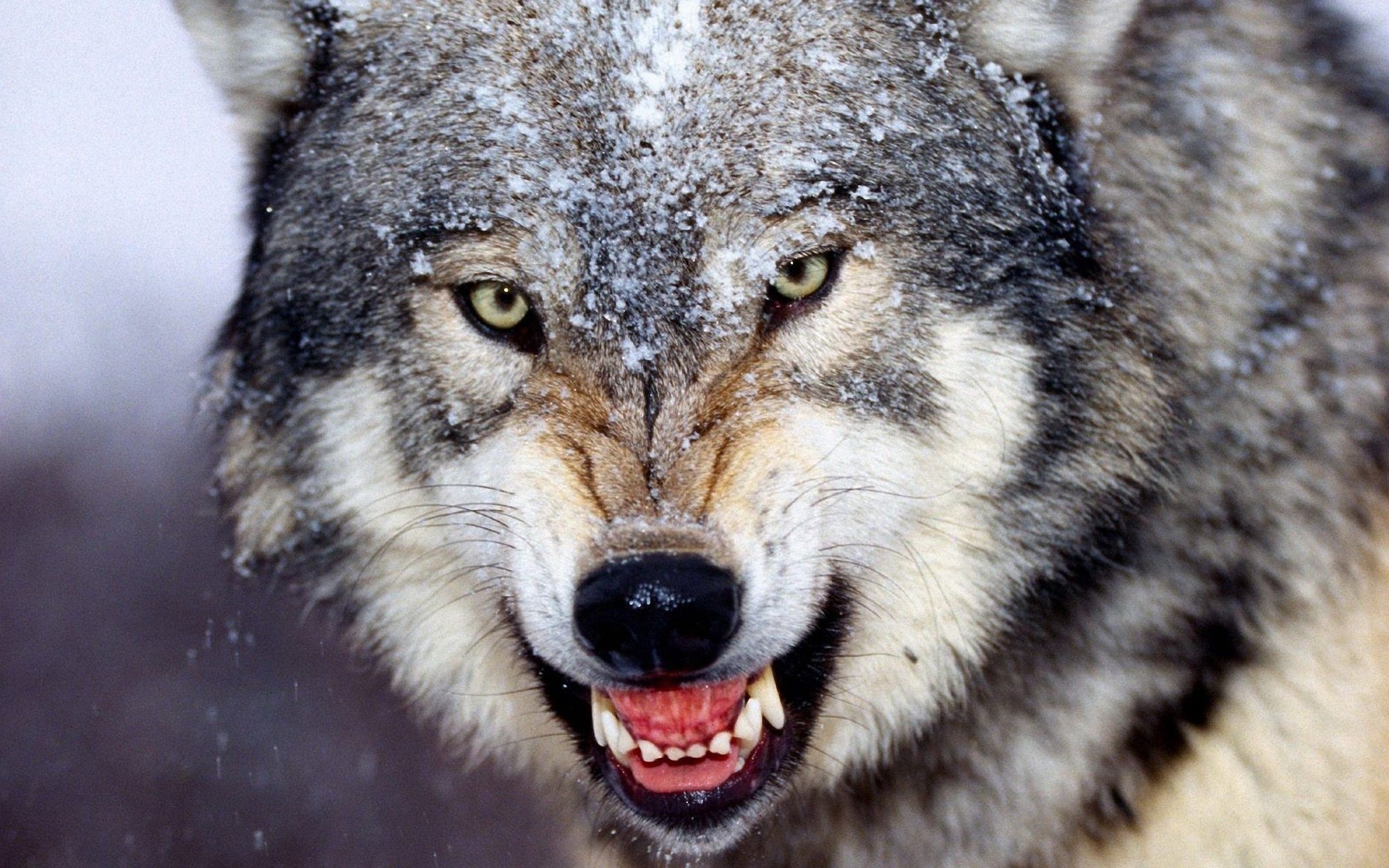 animals mammal wildlife predator animal wild zoo portrait nature carnivore fur eye wolf teeth head danger face mouth big looking hunter