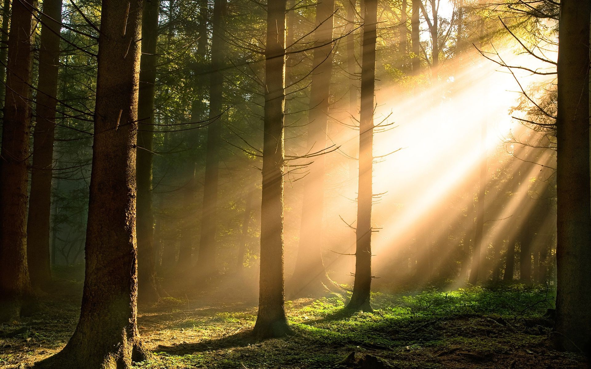 la luz del sol y los rayos madera niebla amanecer árbol niebla paisaje naturaleza sol otoño luz sunbim parque buen tiempo hoja iluminado rama medio ambiente misterio escena tronco