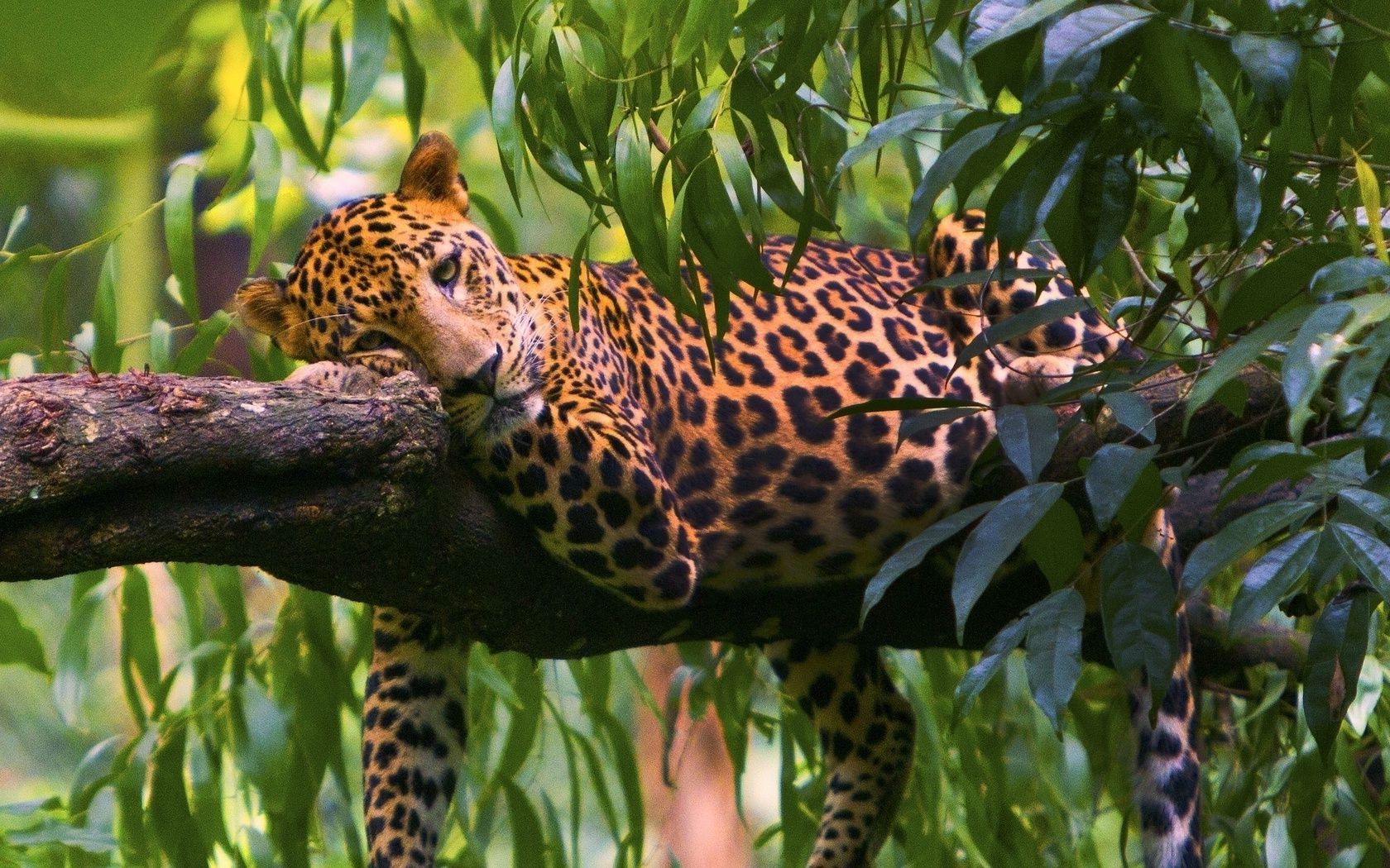 leoparlar yaban hayatı doğa orman hayvanat bahçesi vahşi hayvan egzotik tropikal açık havada leopar memeli