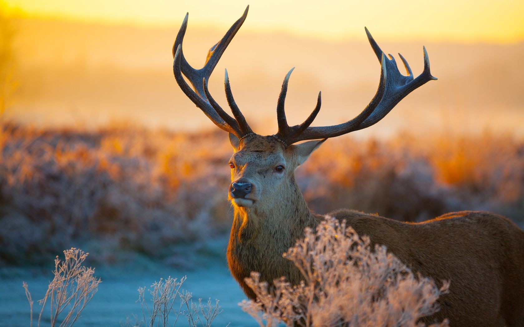 hirsch natur tierwelt im freien herbst holz