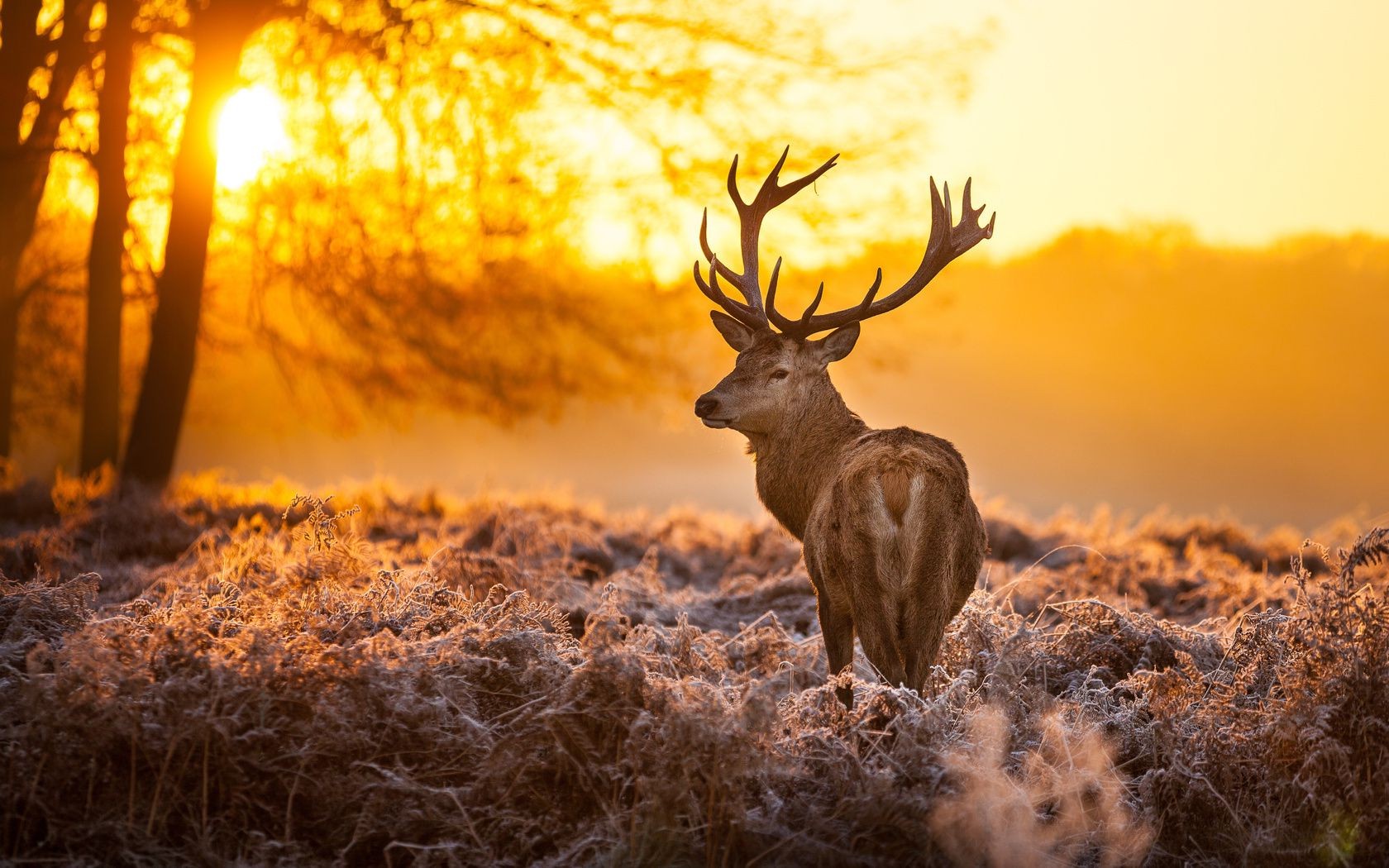 cerfs nature à l extérieur bois automne aube coucher de soleil