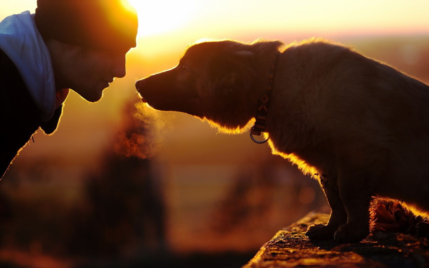 amour et romance coucher de soleil unique rétro-éclairé à l extérieur flou soir soleil vue de côté crépuscule mammifère adulte portrait