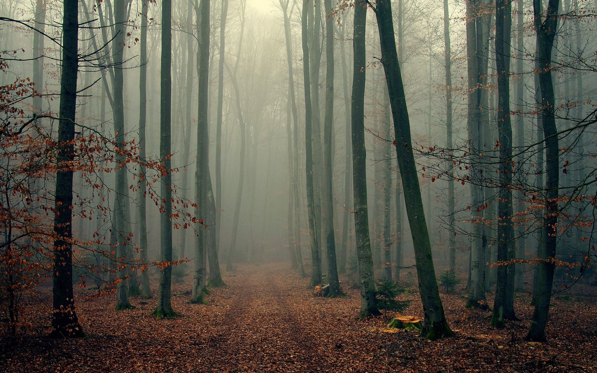 straße nebel holz nebel herbst baum natur dämmerung blatt landschaft licht sonne park geheimnis umwelt sanbim gutes wetter dunst hintergrundbeleuchtung schatten