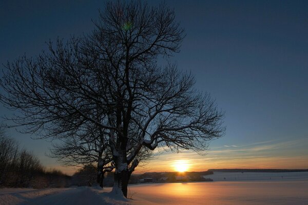 Arbre sombre sur fond de coucher de soleil