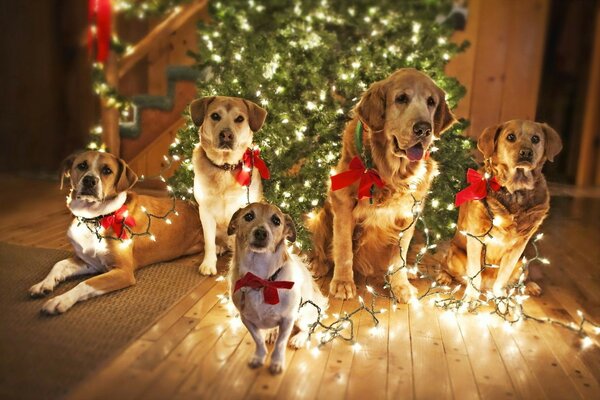 Companhia de cachorrinhos para o Ano Novo