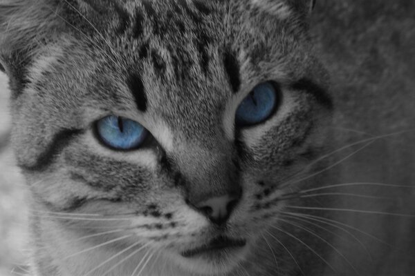 Extraordinairement beau chat aux yeux bleus