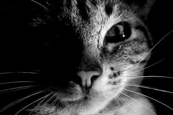 Black and white portrait of a kitty