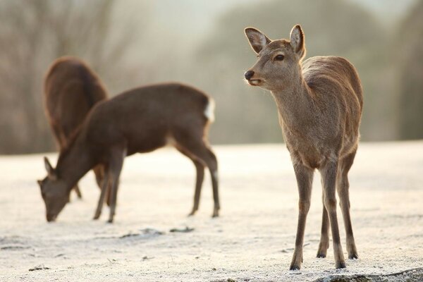 Young deer in a winter glade