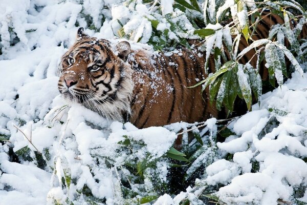 El frío invierno no le da miedo al tigre, los árboles son verdes