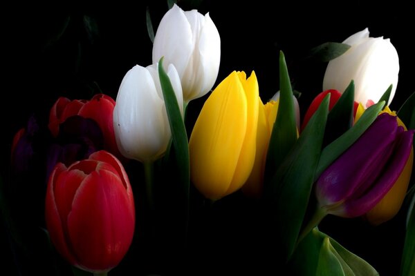 Nature. Flowers. Multicolored tulips