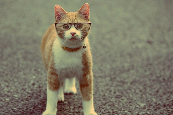 Chat roux avec un collier et des lunettes sur la route