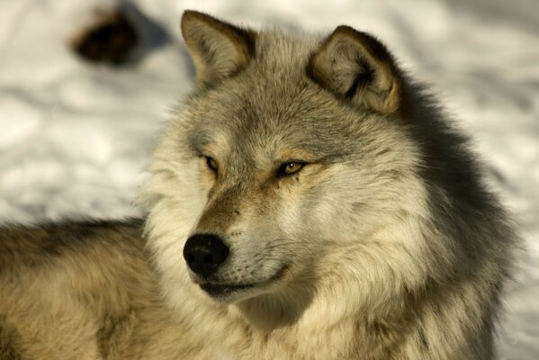 A wolf in the snow. Wildlife Life