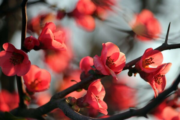 Spring flowers are beautiful in the rays of the morning sun