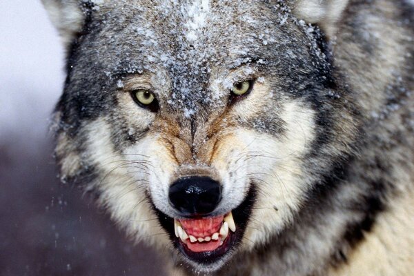 The face of an angry wolf in the snow