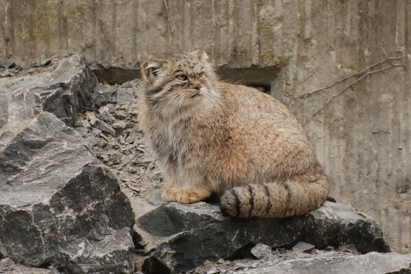 Wild fluffy cat on the rocks