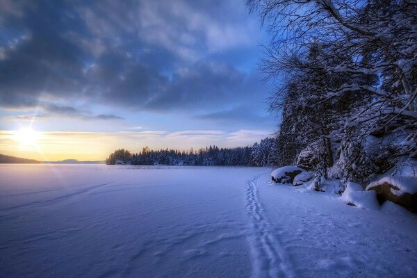 Alba invernale ai margini della foresta innevata