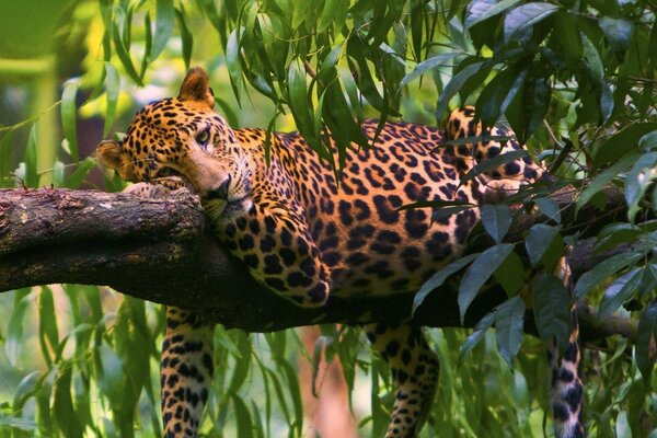 Leopardo yace en un árbol en la selva