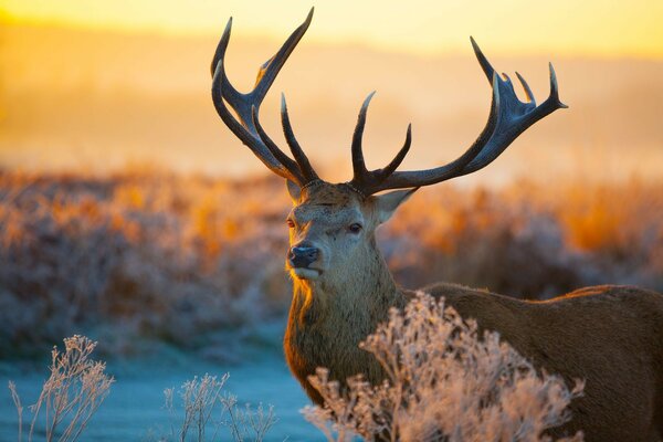 Red deer in the wild