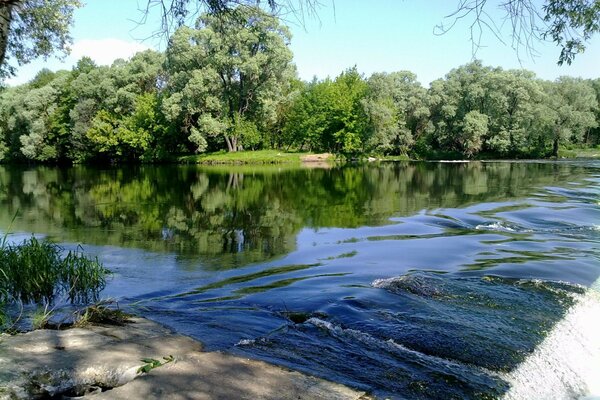 Naturaleza de verano a orillas del río