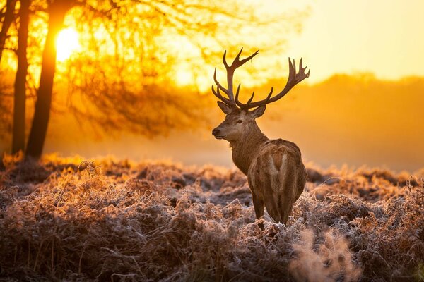 Dawn in the forest and a beautiful deer