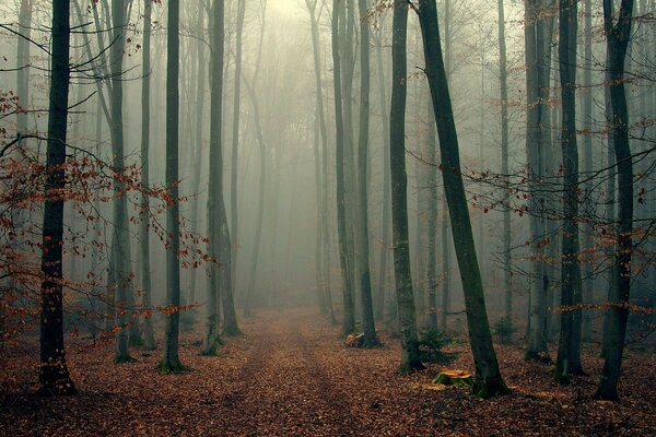 Foggy Wood fogliame alberi nebbia foresta autunno rami