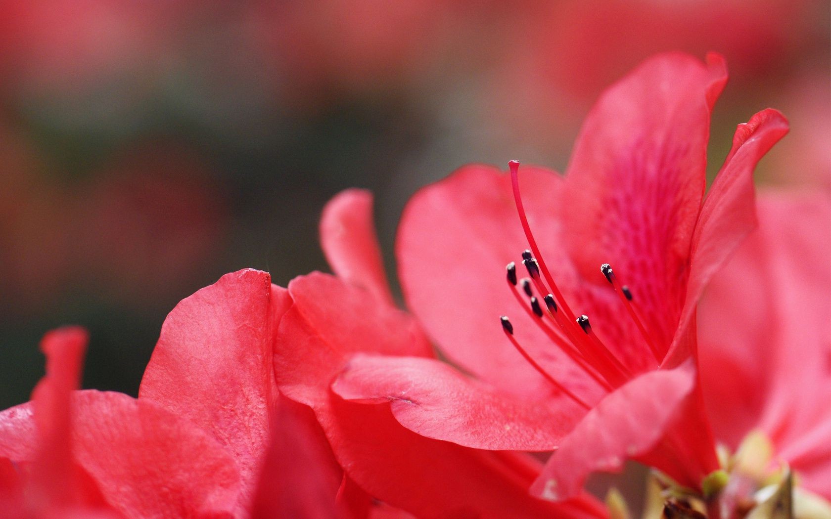 fleurs fleur nature flore feuille été jardin rose couleur dof pétale en plein air