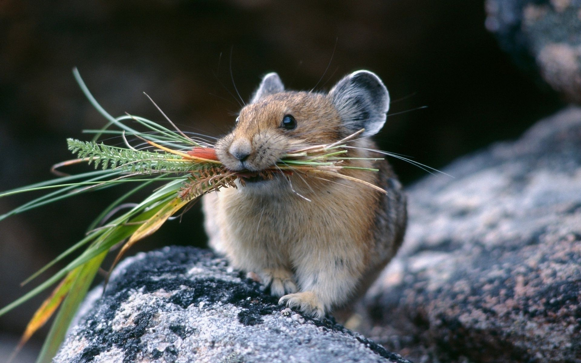 animals nature wildlife outdoors rodent animal mammal wild little