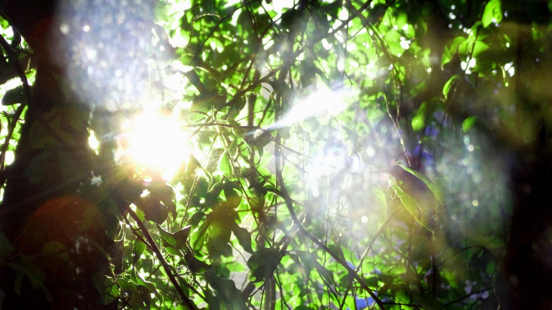 landscapes tree leaf nature bright sun wood branch fair weather season flora color lush summer desktop garden environment blur light shining outdoors