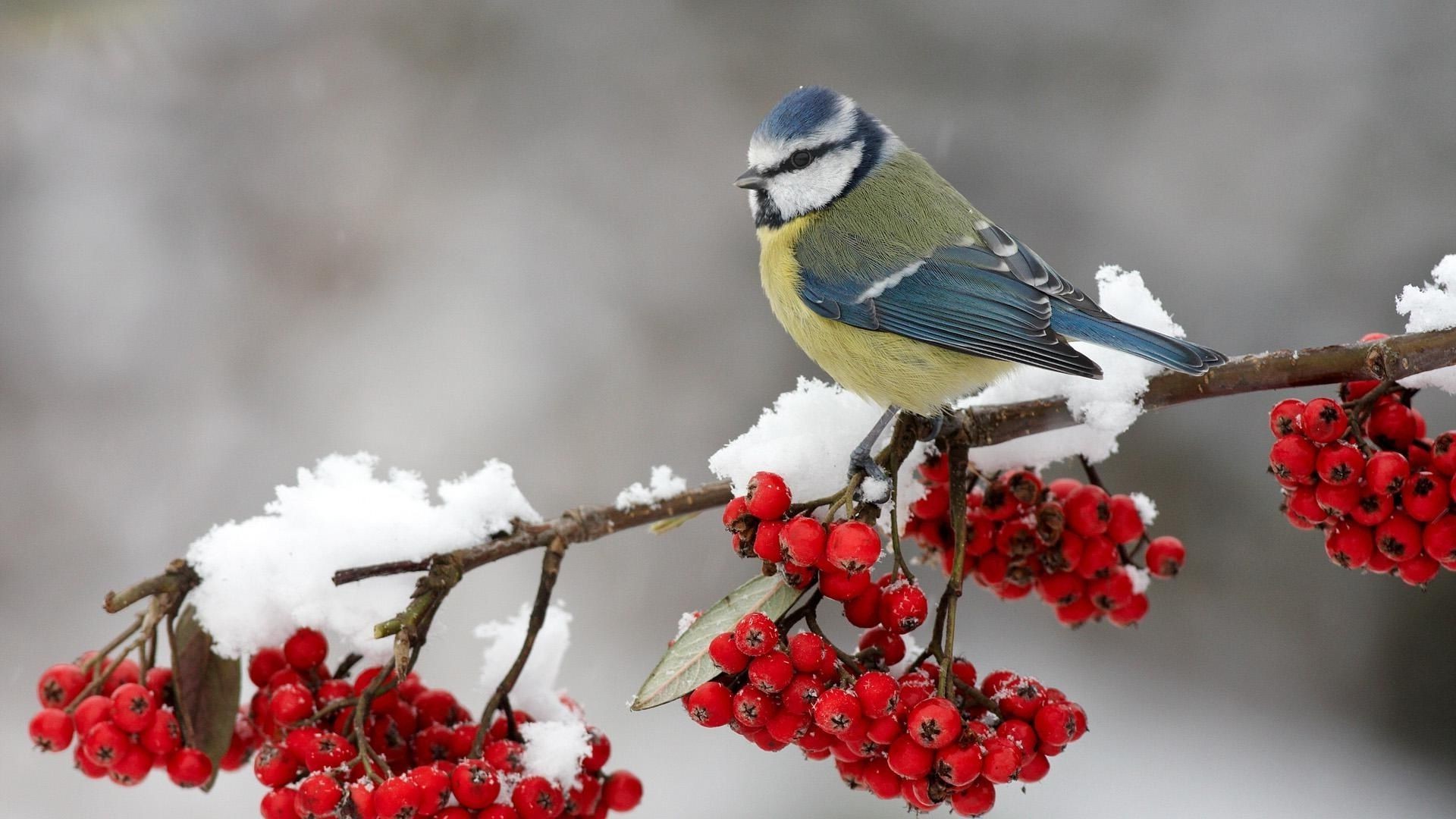 animaux nature en plein air hiver arbre oiseau aubépine faune petit baie chant