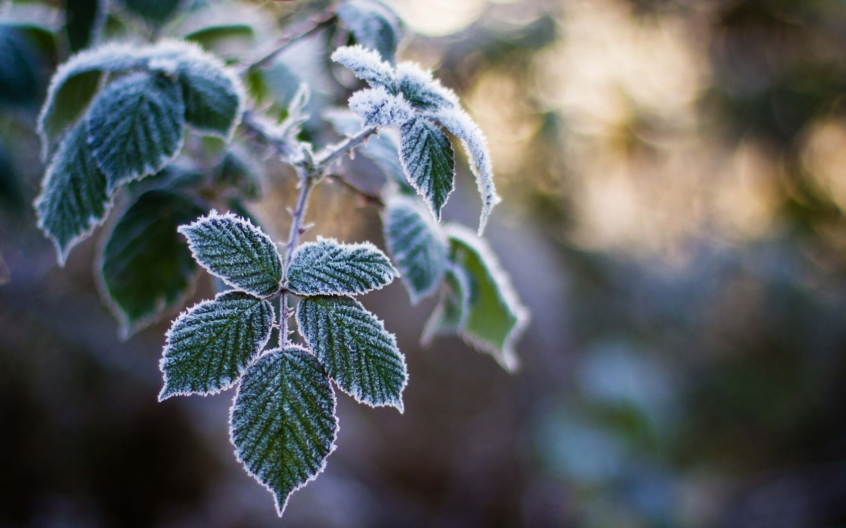 leaves leaf nature flora close-up tree outdoors garden season branch color environment desktop growth park flower summer