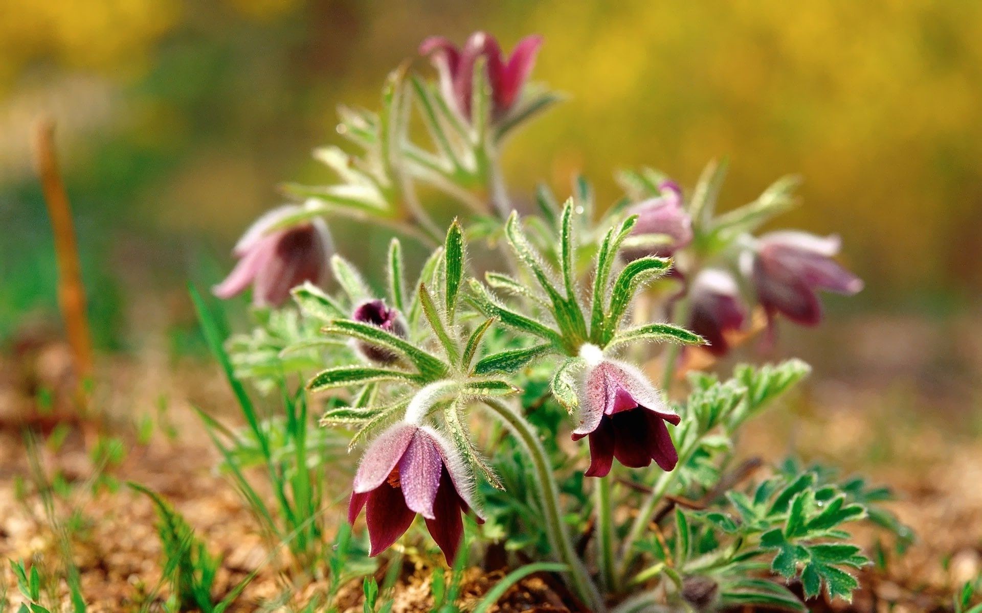 çiçekler doğa flora yaprak çiçek açık havada bahçe yaz yakın çekim çimen alan çiçek güzel hava vahşi büyüme çiçeklenme renk parlak saman sezon