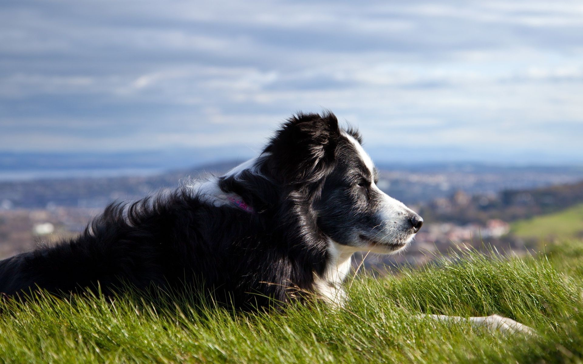 dogs dog grass canine animal pet mammal nature cute portrait field puppy outdoors