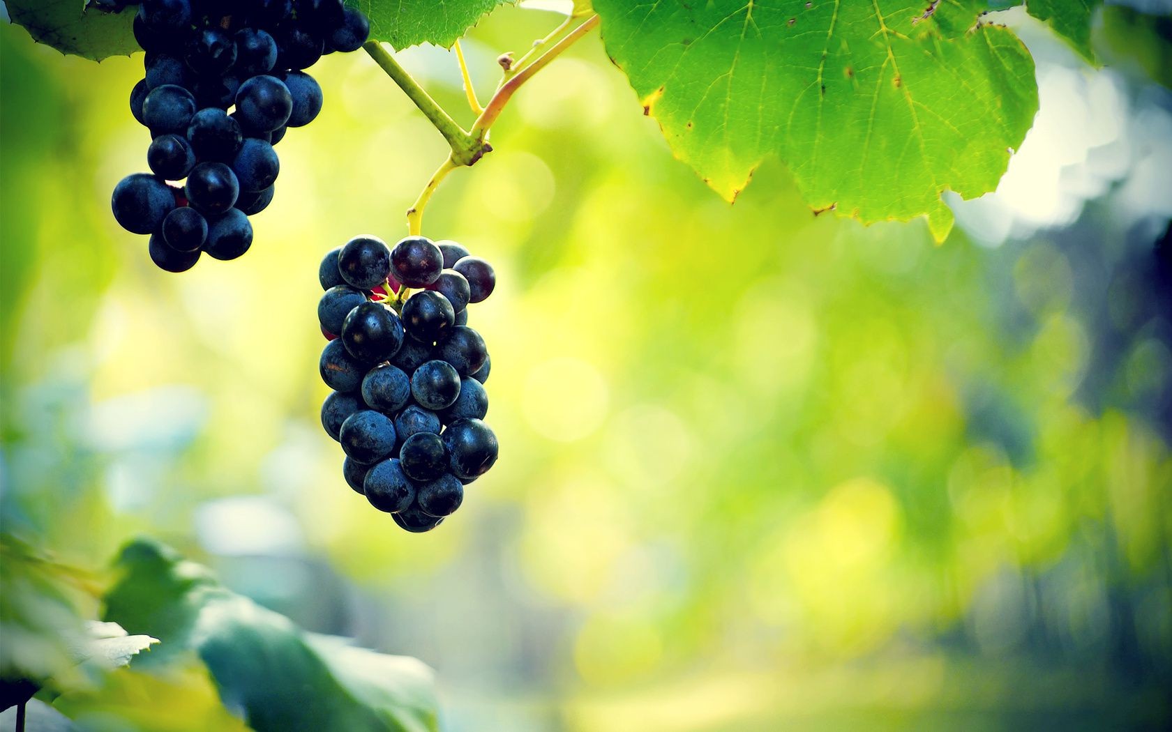 bayas naturaleza fruta hoja vid verano pasto vino viñedo jugoso uva racimo comida agricultura flora uva al aire libre pila baya