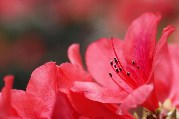 Red flower flora for lovers