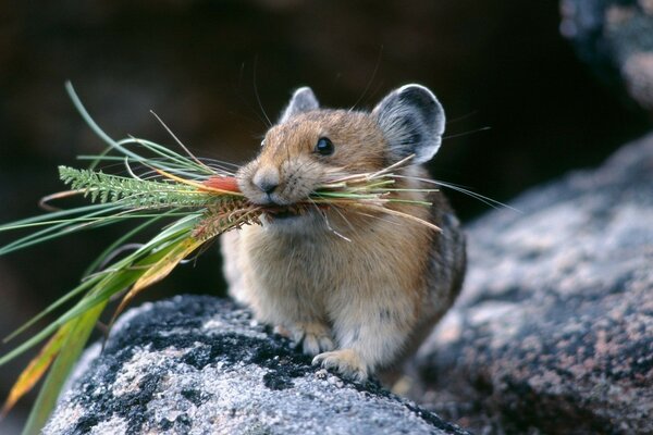 A rodent carries grass in its teeth