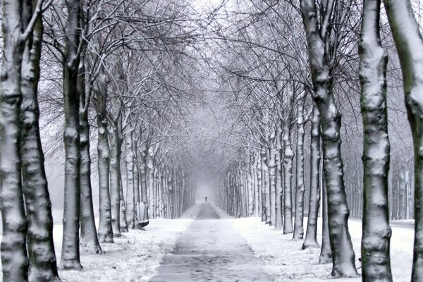 Camino que conduce al cuento de hadas. Bosque de invierno