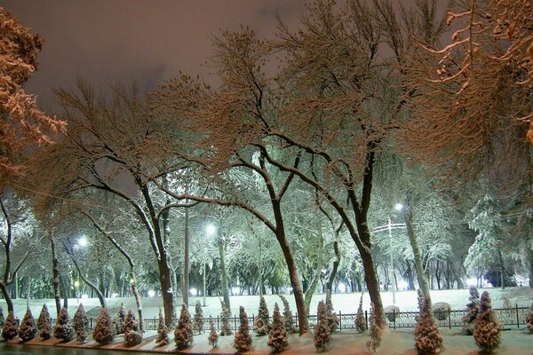 Paesaggio urbano con piccoli alberi di Natale innevati