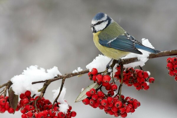 Gimpel auf einem Ast mit Beeren im Winter