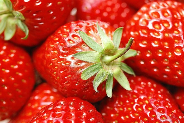 Erdbeeren sind eine saftige und leckere Beere