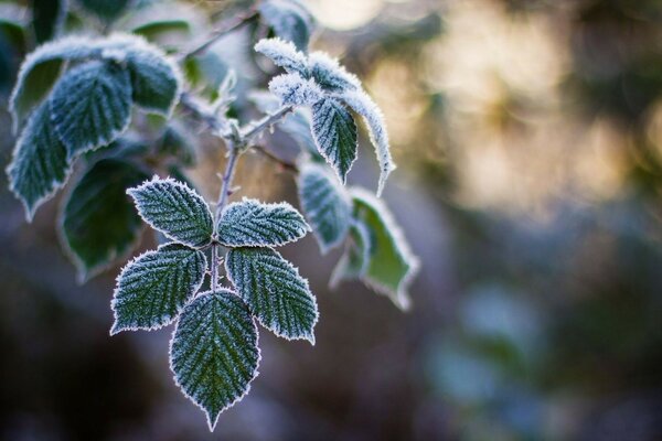 Green leaves in other